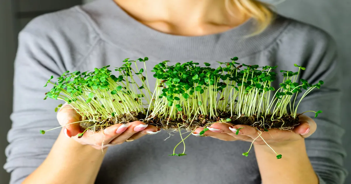 Microgreens: Tiny Plants, Big Profits