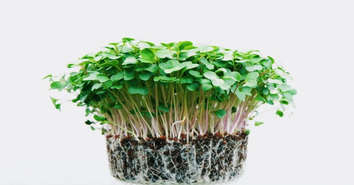 best microgreens to grow for profit