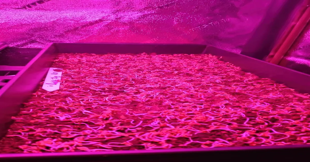 how much do microgreen farmers make