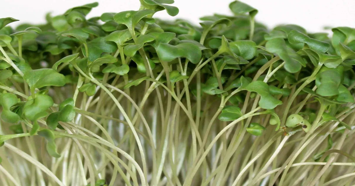 how to grow microgreens australia