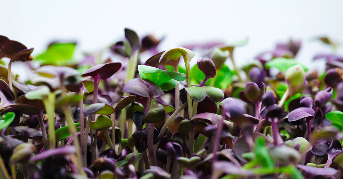 how to grow microgreens pdf