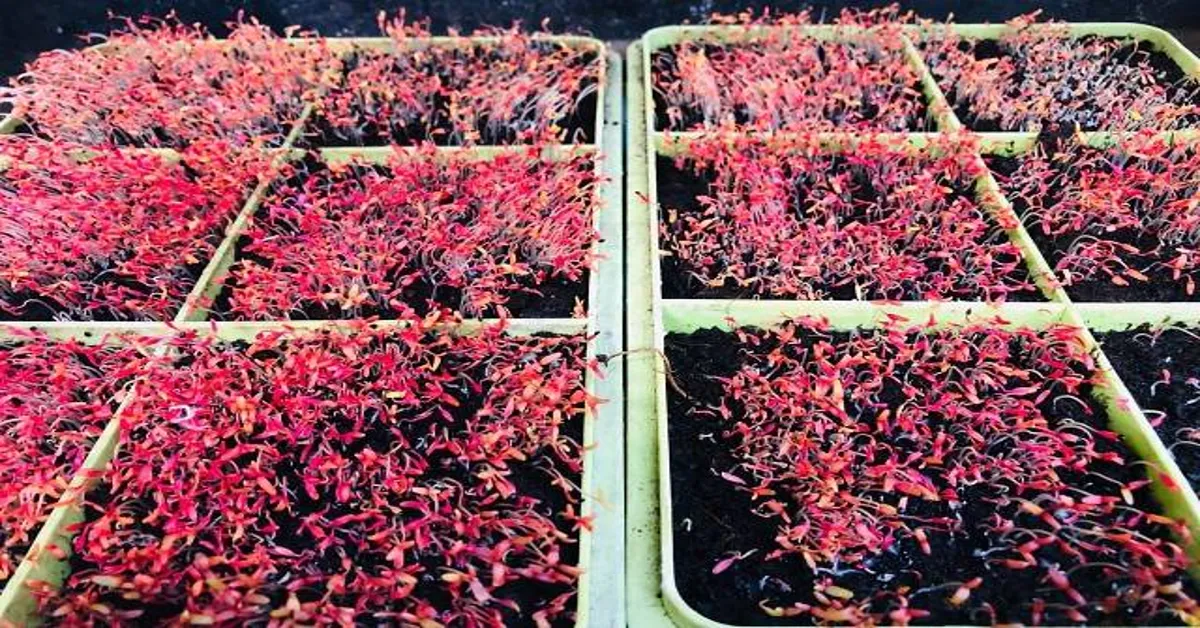 how to grow microgreens uk