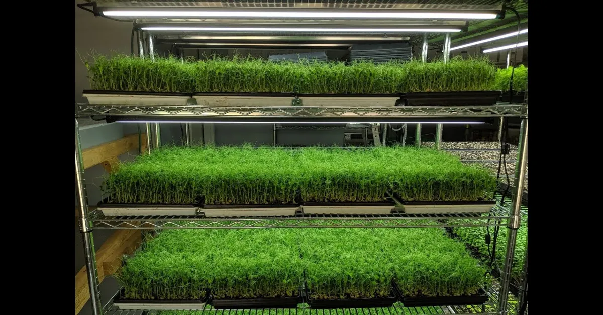 indoor microgreen farm