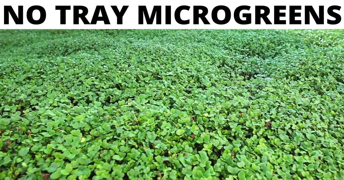 largest microgreen farm