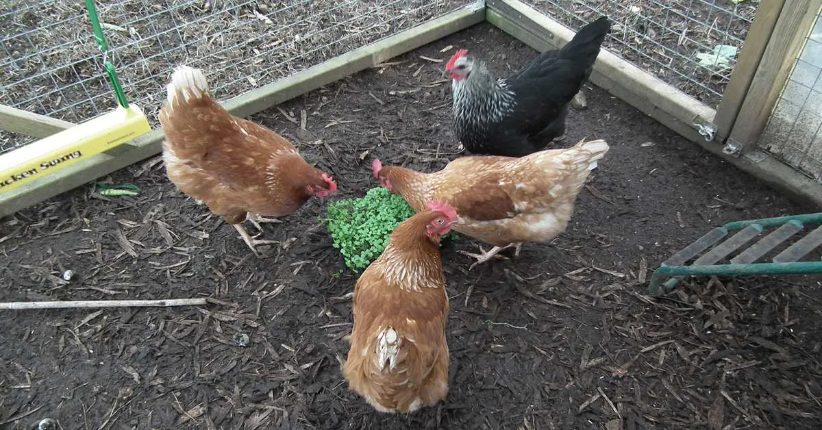 micro greens for chickens