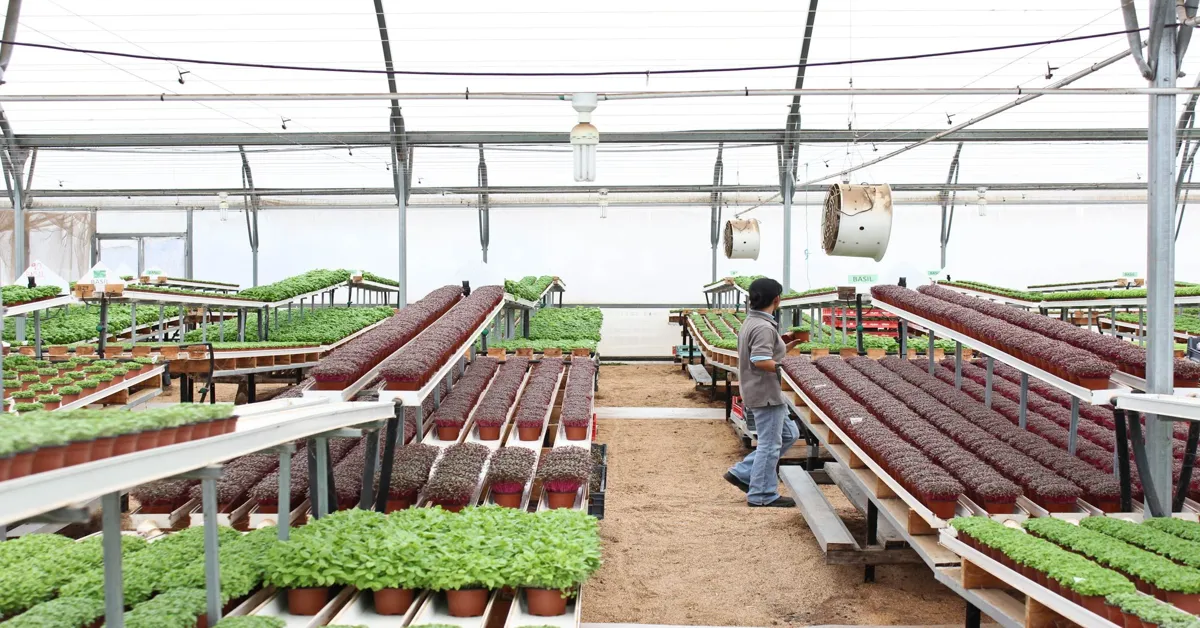 microgreen farmers near me