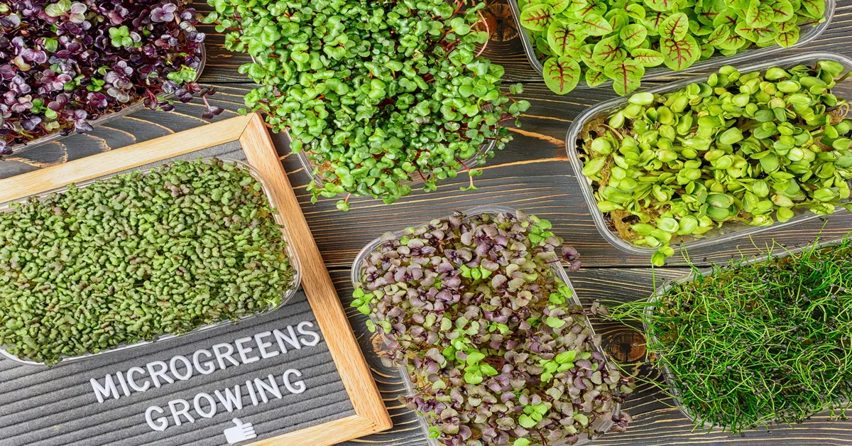 microgreen farming setup