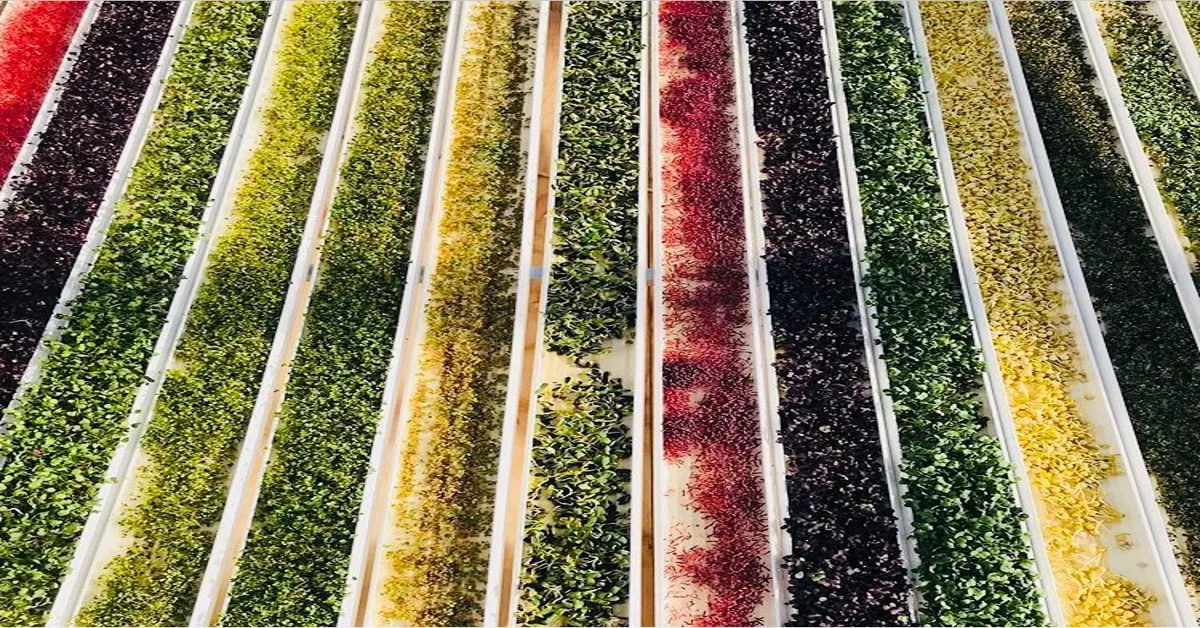 microgreen urban farming