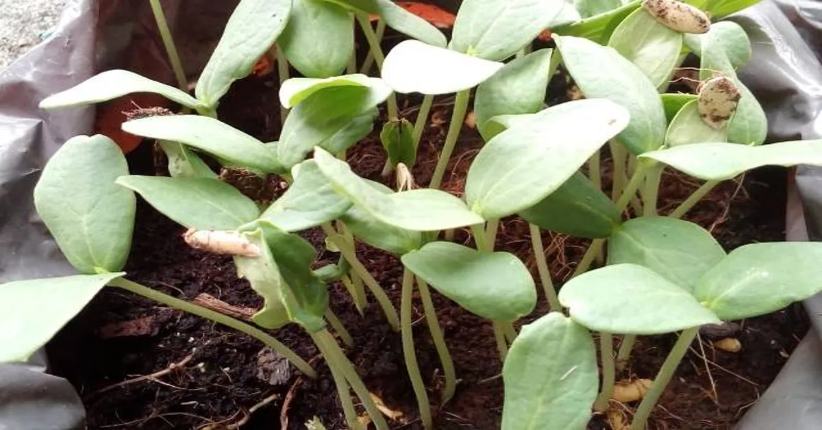 microgreen window farming