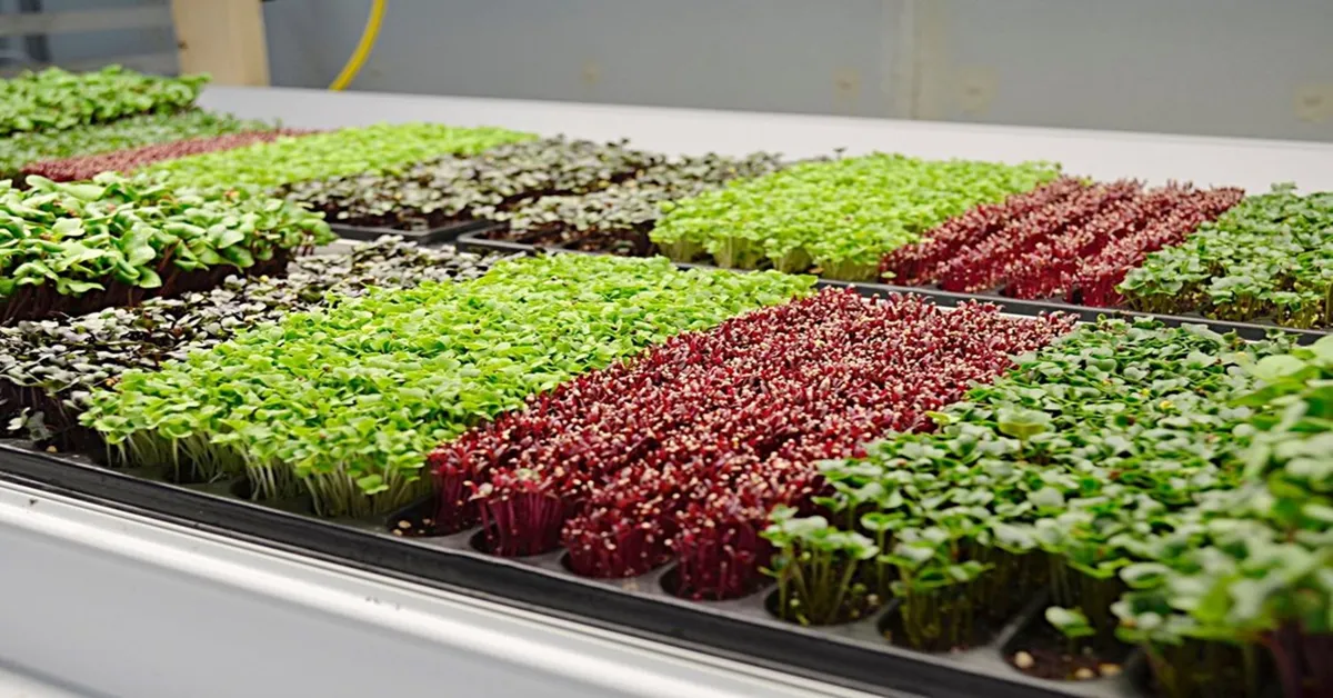 microgreens farm up