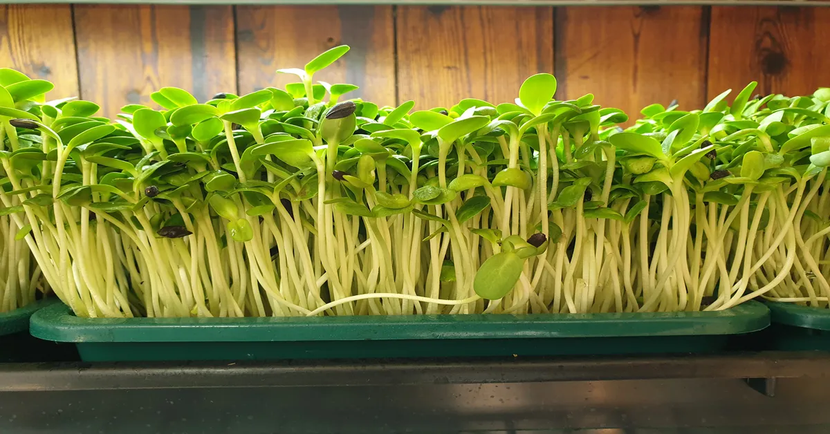 microgreens farmer income