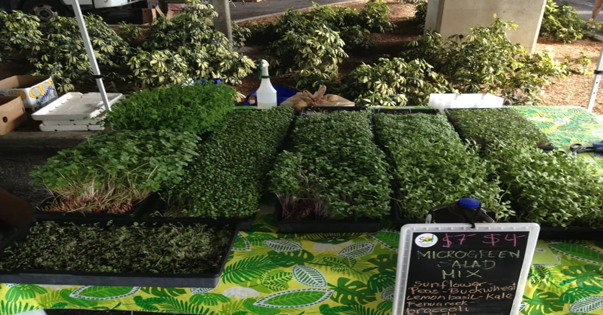 microgreens farmers market