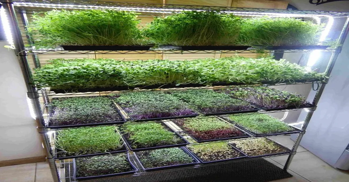 microgreens farming at home