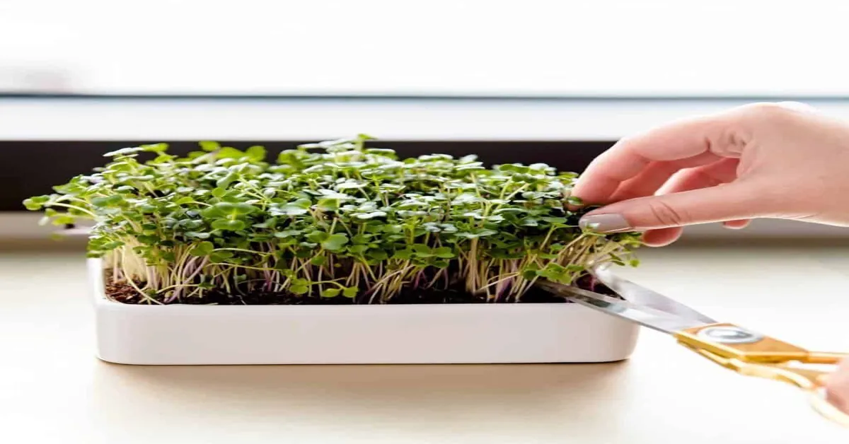 microgreens startup cost