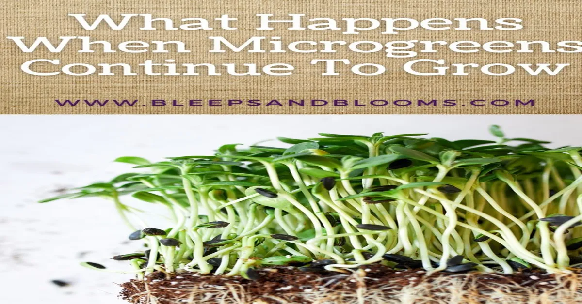 what happens if you let microgreens grow