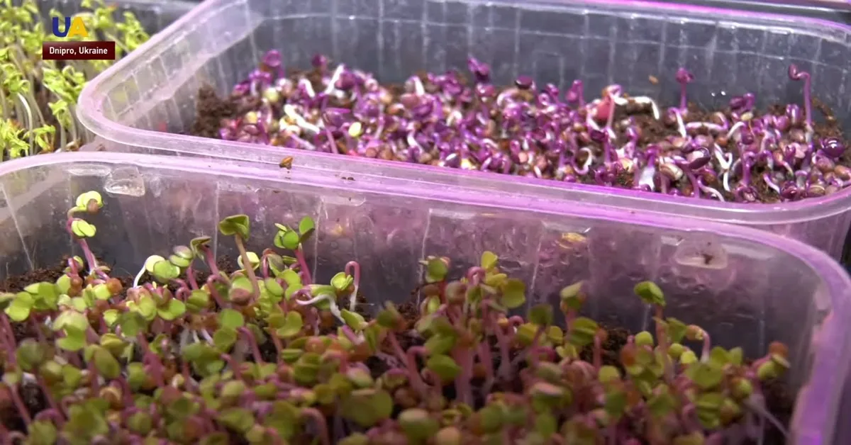 youtube microgreen farming