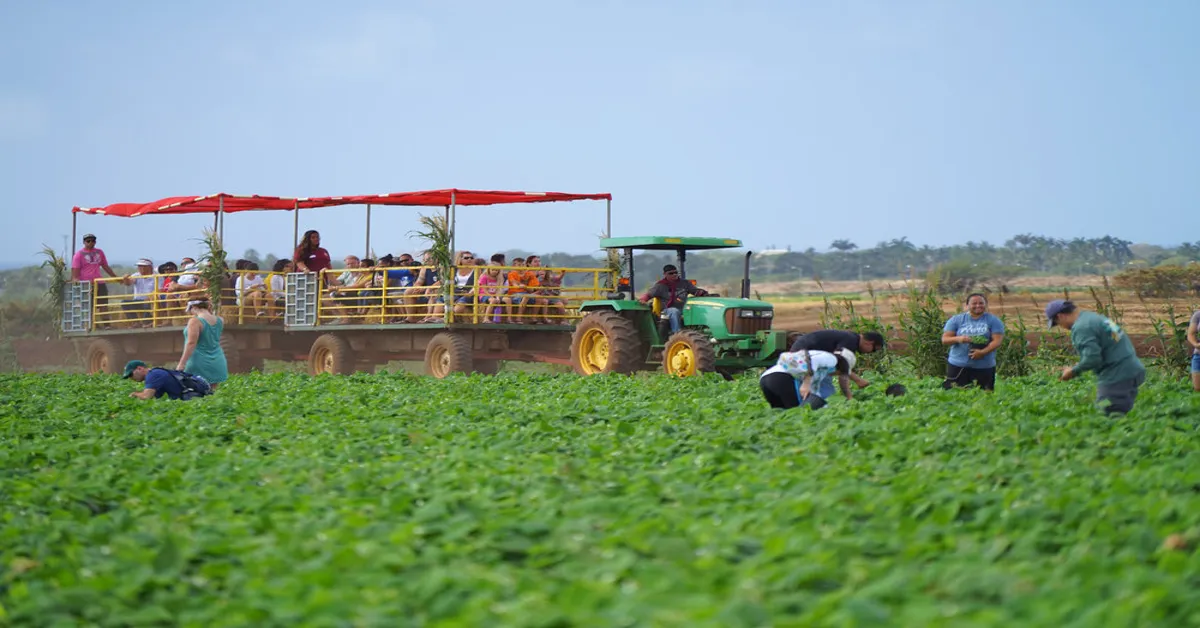 aloun farms pumpkin patch