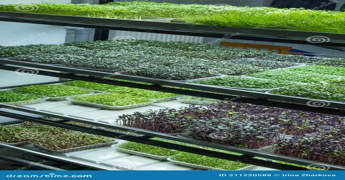 automated microgreen farm