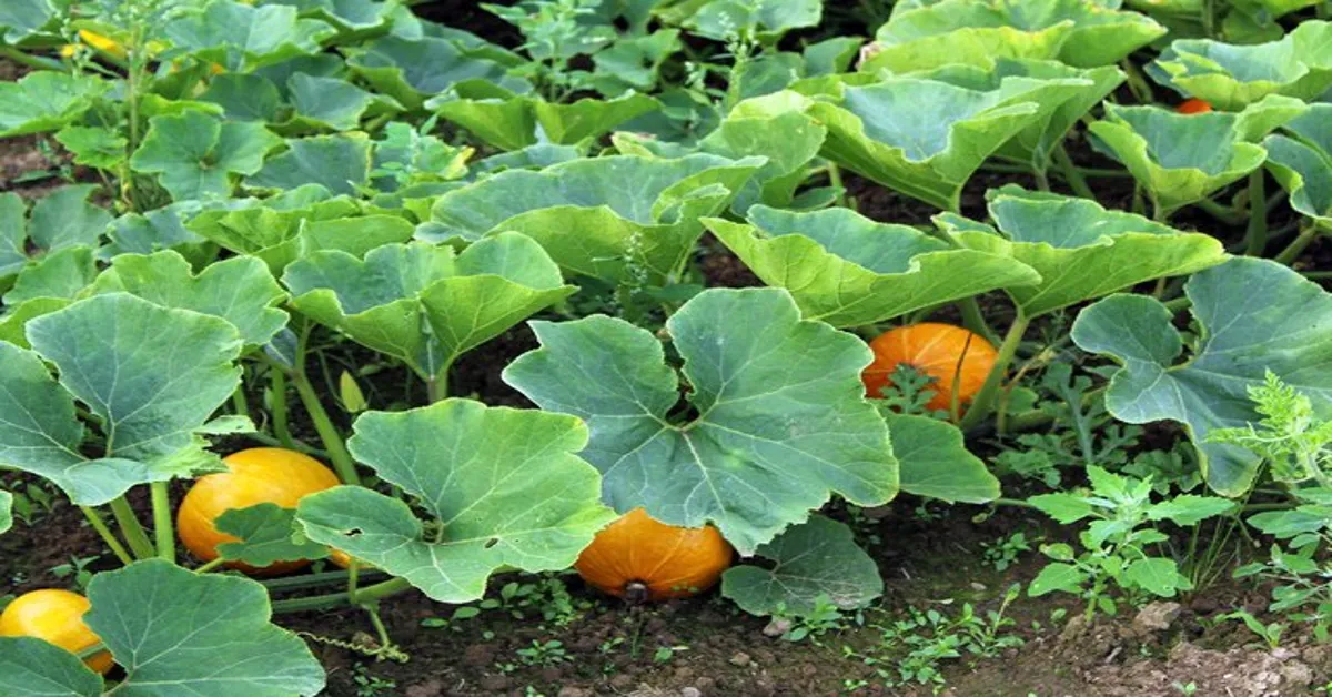 do pumpkins grow on trees