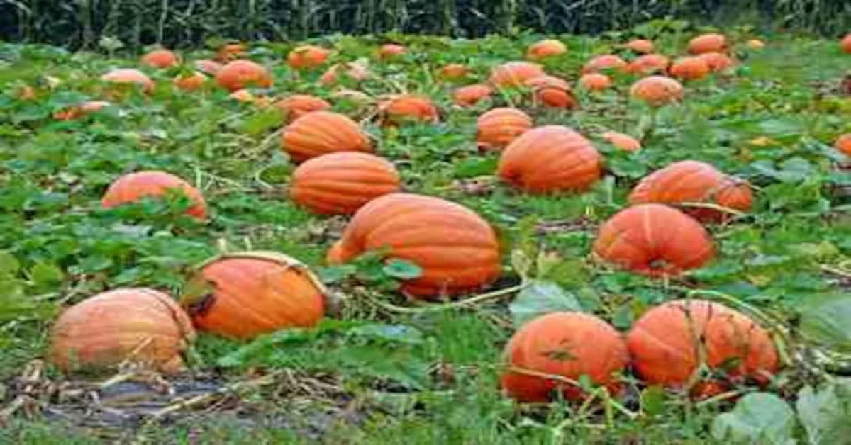 do pumpkins grow on vines