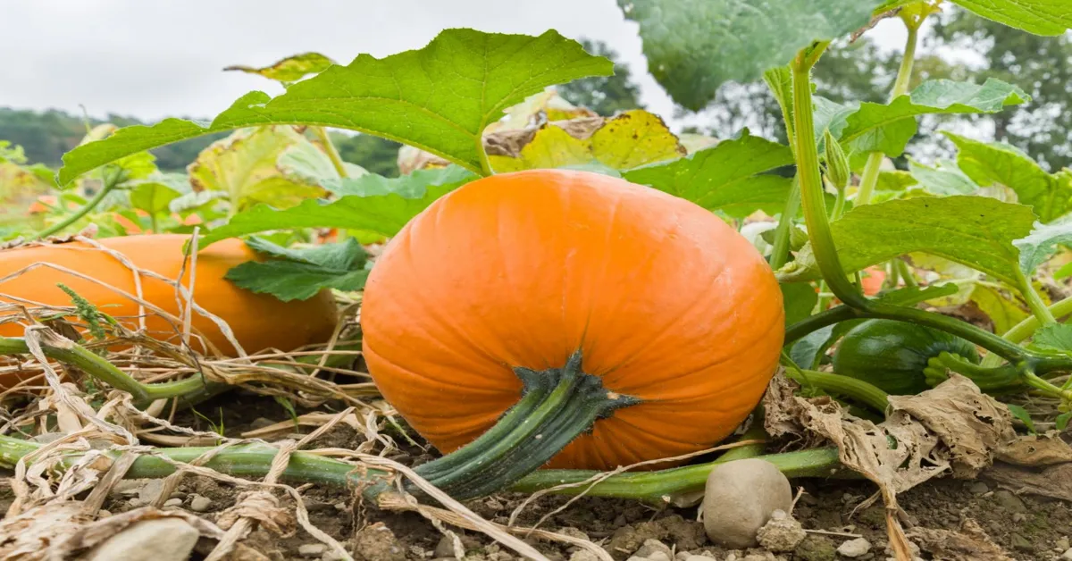 do pumpkins grow underground