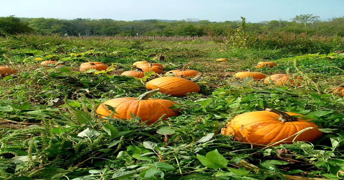 do pumpkins grow year round