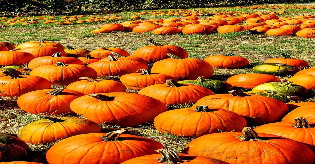 farms selling pumpkins near me