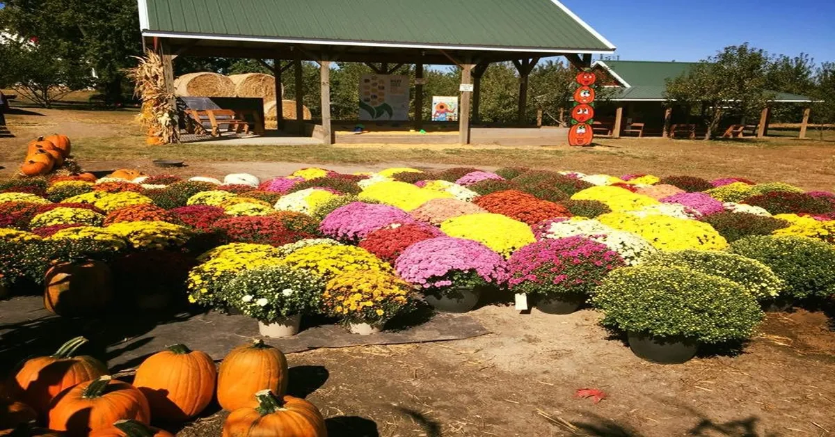 fischer farms pumpkin patch