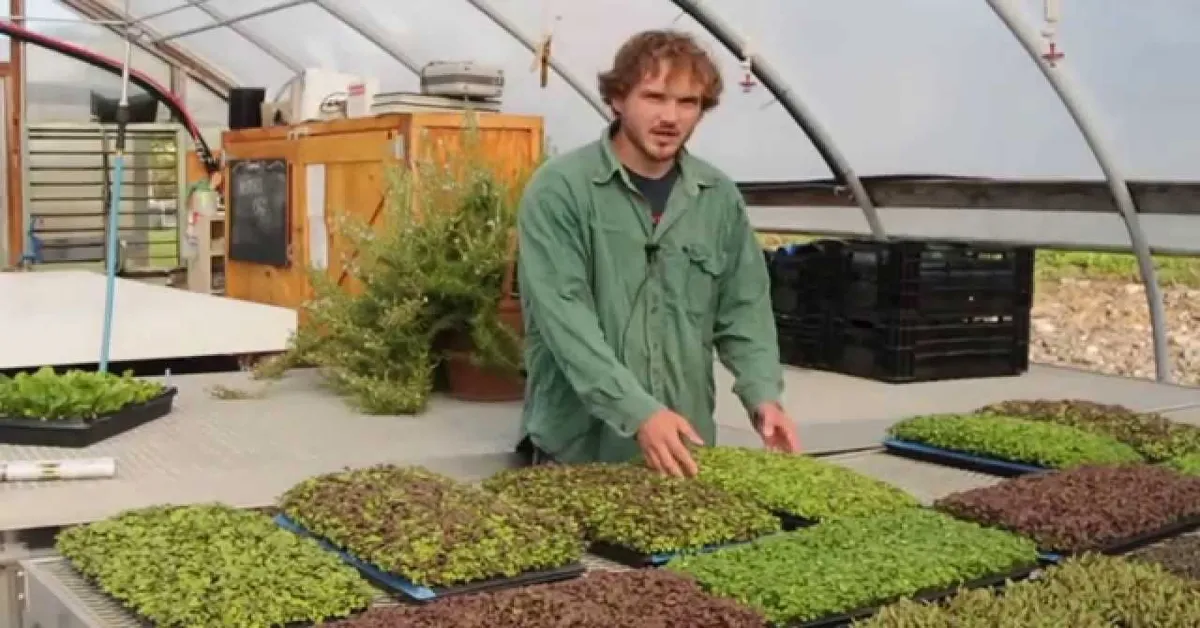 urban micro greens